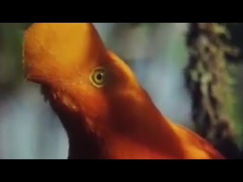 Weird Animals of the Andean Cloud Forests | Wild South America | BBC Studios