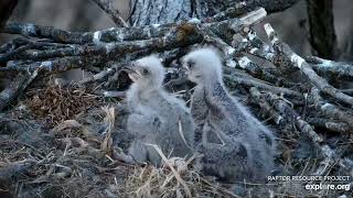 Decorah North Nest 4-9-22, 7:30 pm Mr brings floppy fish, DNF feeds the kids