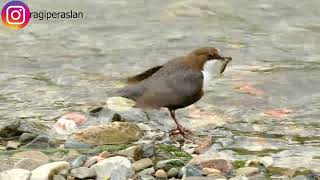 #Derekuşu #White_throated_Dipper #Cinclus_cinclus #xh2s #fujifilm_150_600mm #Review #birds