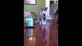 Leonidas the sphynx just hangin by Sphynx Lair 268 views 9 years ago 1 minute, 13 seconds