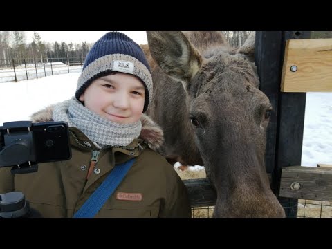 Прогулка по лосиной