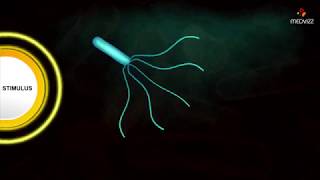 Flagellar Movement - Medical microbiology animations