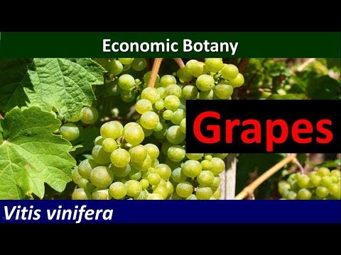 Economic Botany of Grapes (Vitis vinifera)