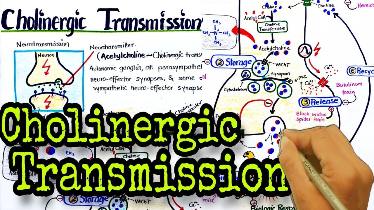Cholinergic transmission | acetylcholine synthesis & metabolism | cholinergic drugs | pharmacology