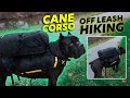 Cane Corso OFF LEASH Hiking - Giving Him a Job
