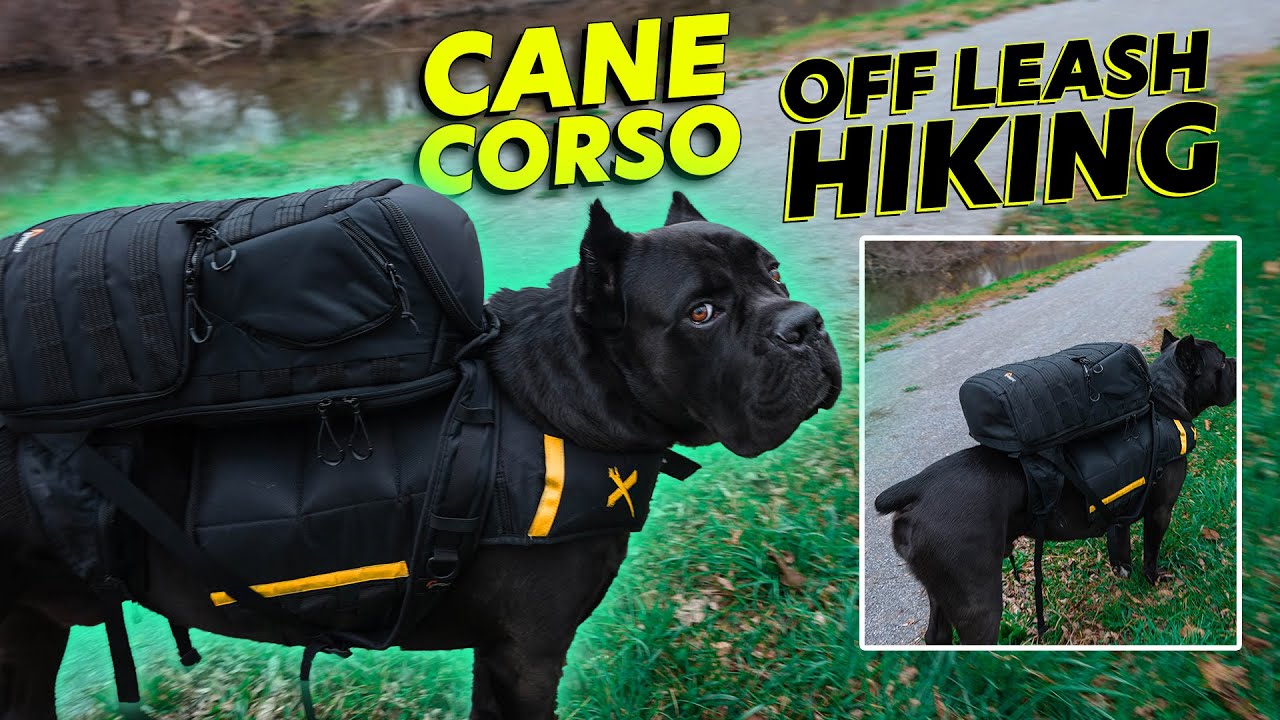 are cane corso good for hiking