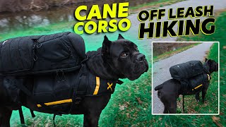 Cane Corso OFF LEASH Hiking  Giving Him a Job
