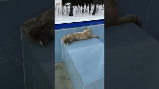 Russian cats #cat #travel #short #cats #дагестан #россия #russia #shortvideo