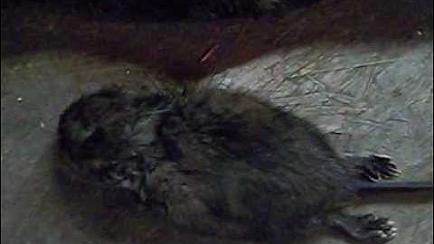 otter and muskrat catch