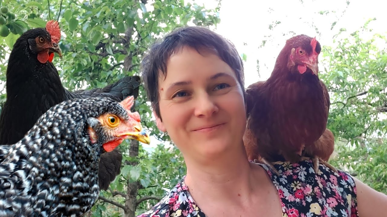 Neue Hühner integrieren & zähmen Vertrauen aufbauen - Chicken vlog 🐔