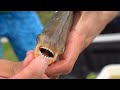 Releasing PACU In YOUR BACKYARD!! **Scary Fish**