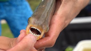 Releasing PACU In YOUR BACKYARD!! **Scary Fish**