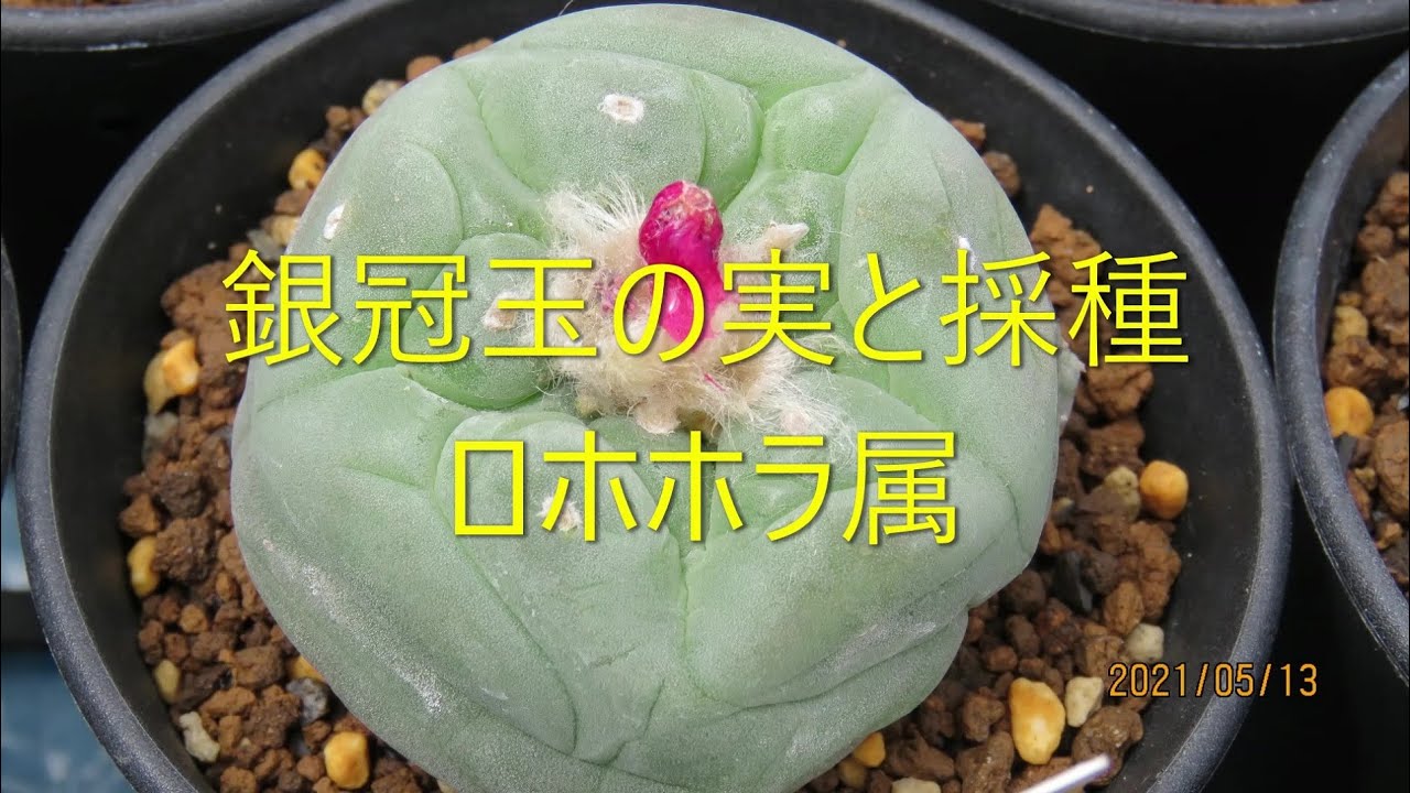 サボテンと遊ぼう 銀冠玉の実と採種 ロホホラ属 - YouTube