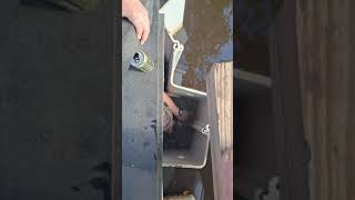 soft shell  turtle  in Louisiana