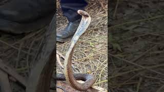 Live snake attack? caught on camera OMG dangerous moment captured