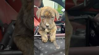 Bringing home 7week Cane Corso  puppy #puppy #canecorso #dogshorts #pets #shorts