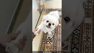 【ムーチョ】ペキニーズの可愛さがわかる1分解説