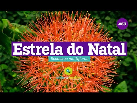 Vídeo: Cultivando bulbos de flor de estrela da primavera - Como e quando plantar bulbos de flor de estrela Ipheion