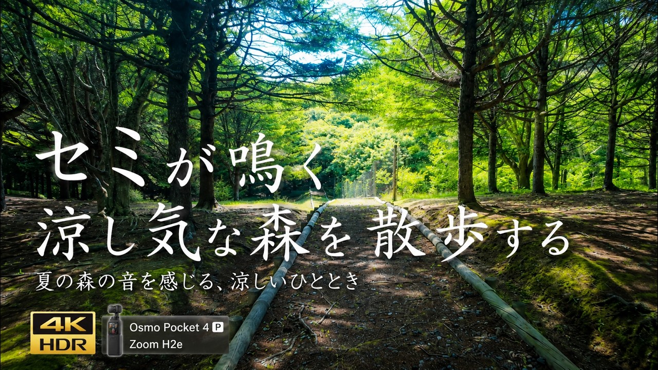 セミが鳴く涼し気な森を散歩する DJI Osmo Pocket 4P +ZOOM H2essential 【4K HDR】