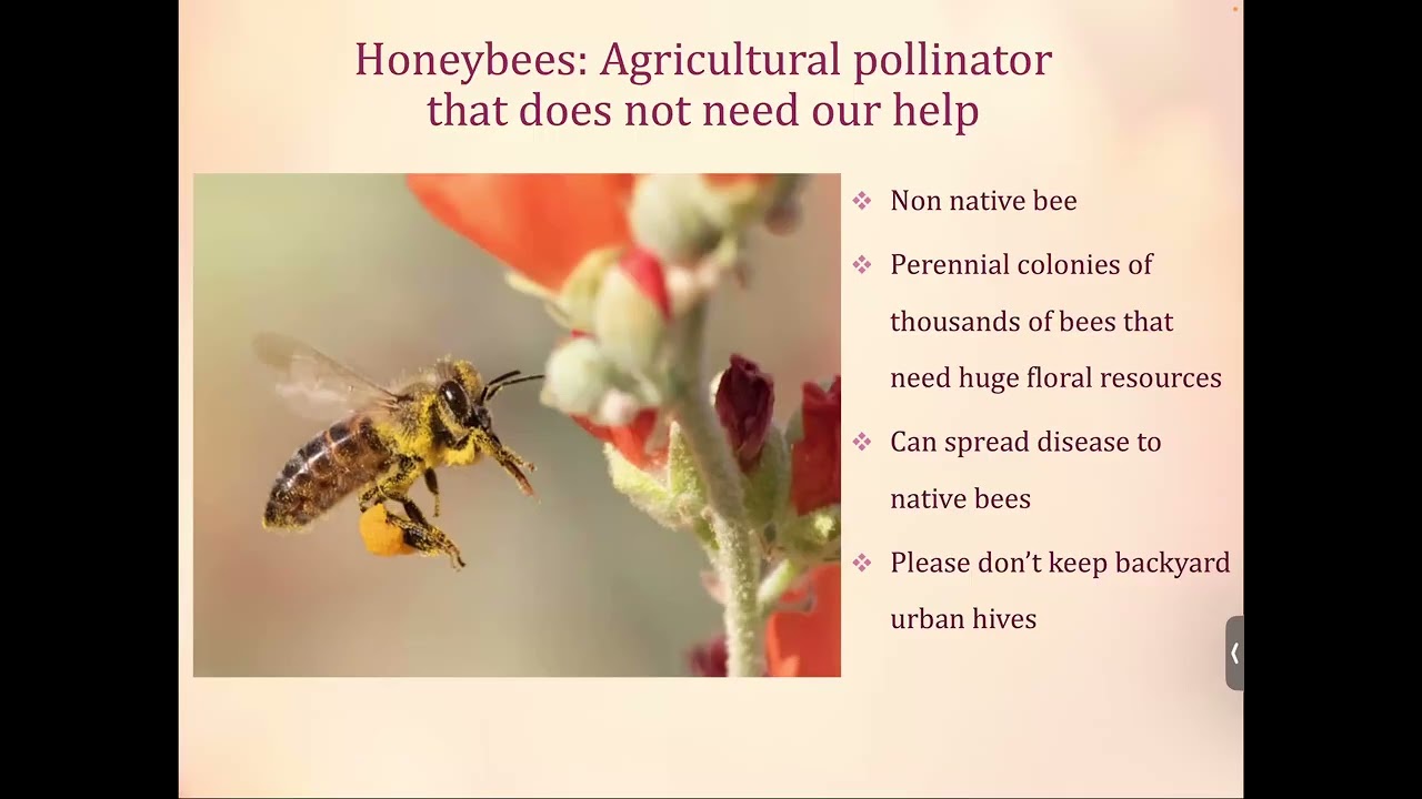 The Buzz in your Garden: Helping Native Bees.  By Judy Cardin