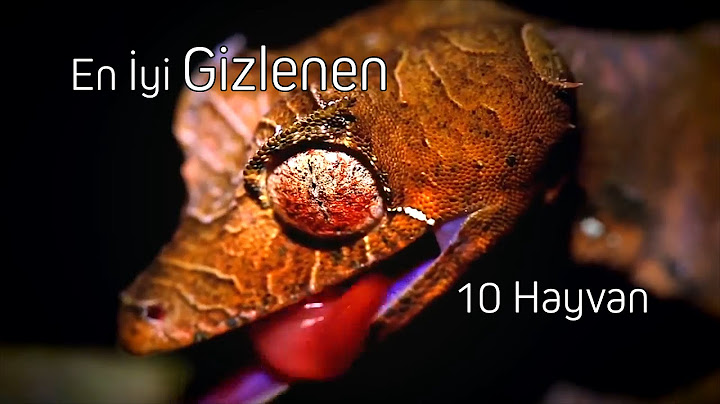 En İyi Gizlenen Kamuflaj Uzmanı 10 Hayvan