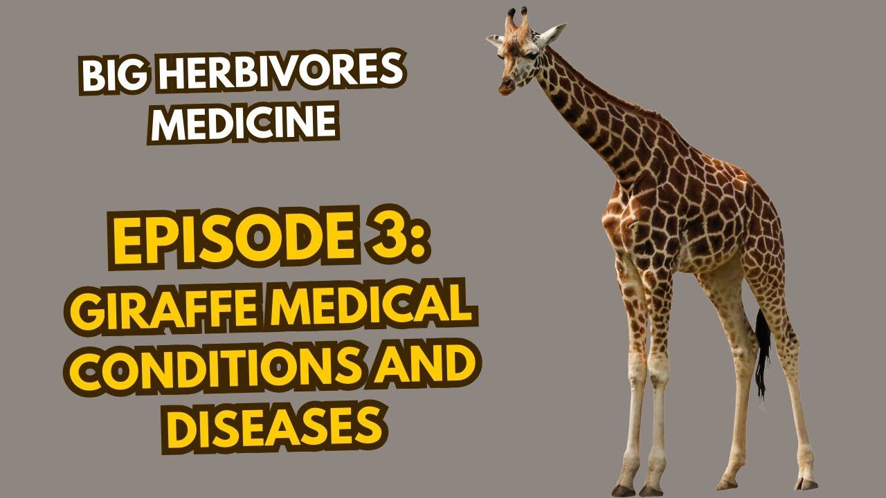 Big Herbivores Medicine : Giraffe Medical Conditions and Diseases