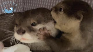 カワウソの赤ちゃんがママに攻撃したら倍返しされた！　Otter baby attacked her mom and mom paid her back double!
