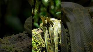 World’s Most Dangerous Snake“Giant Snake Shocking “Cobra Standing “ Nature’s Wild Moment!”