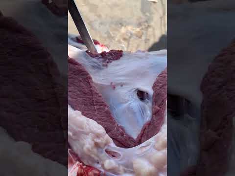 يالهوي بالي يامه لحمه ياجدعان