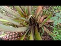 Mengenal Nanas Madu Gunung Kelud Blitar