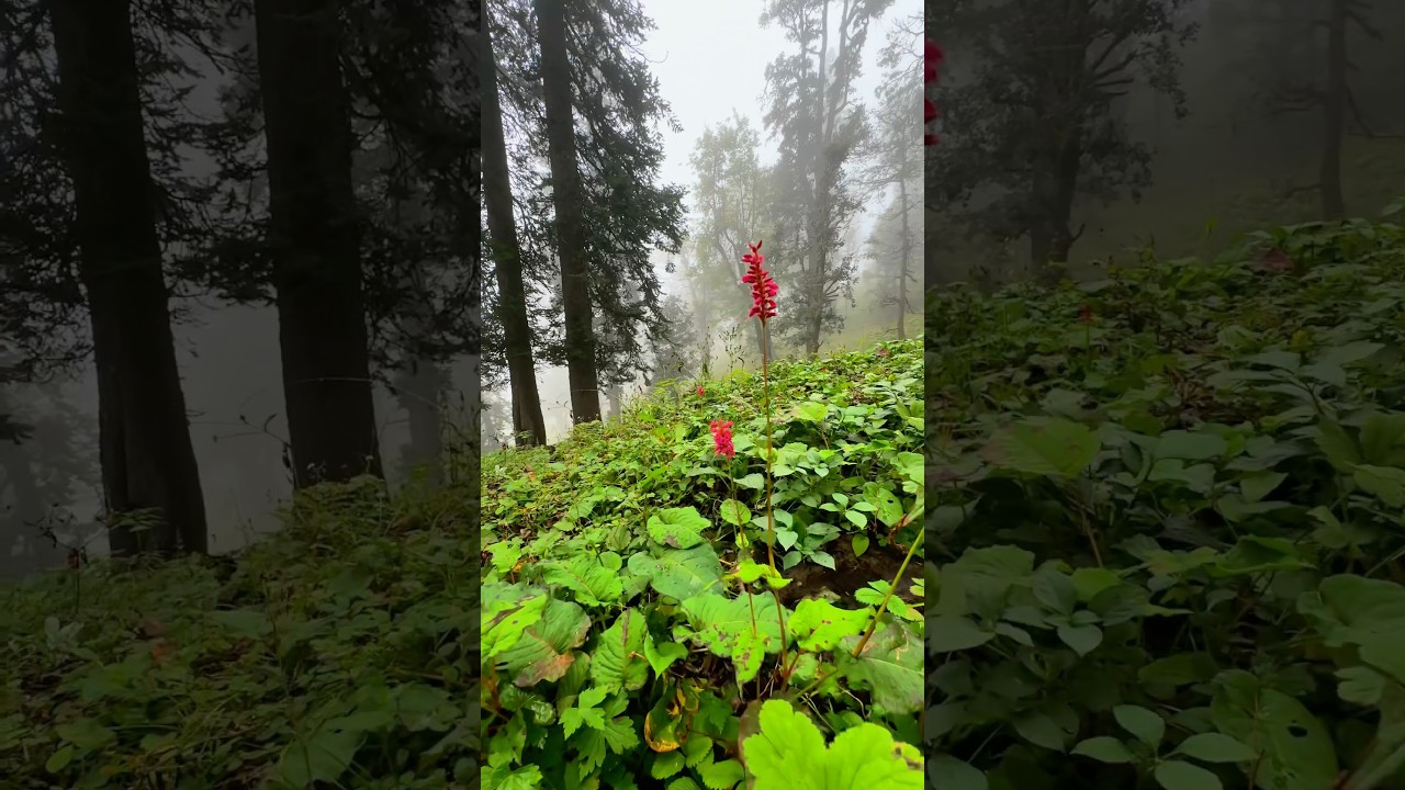 Finding peace in Nature’s Lap ￼🏞️    