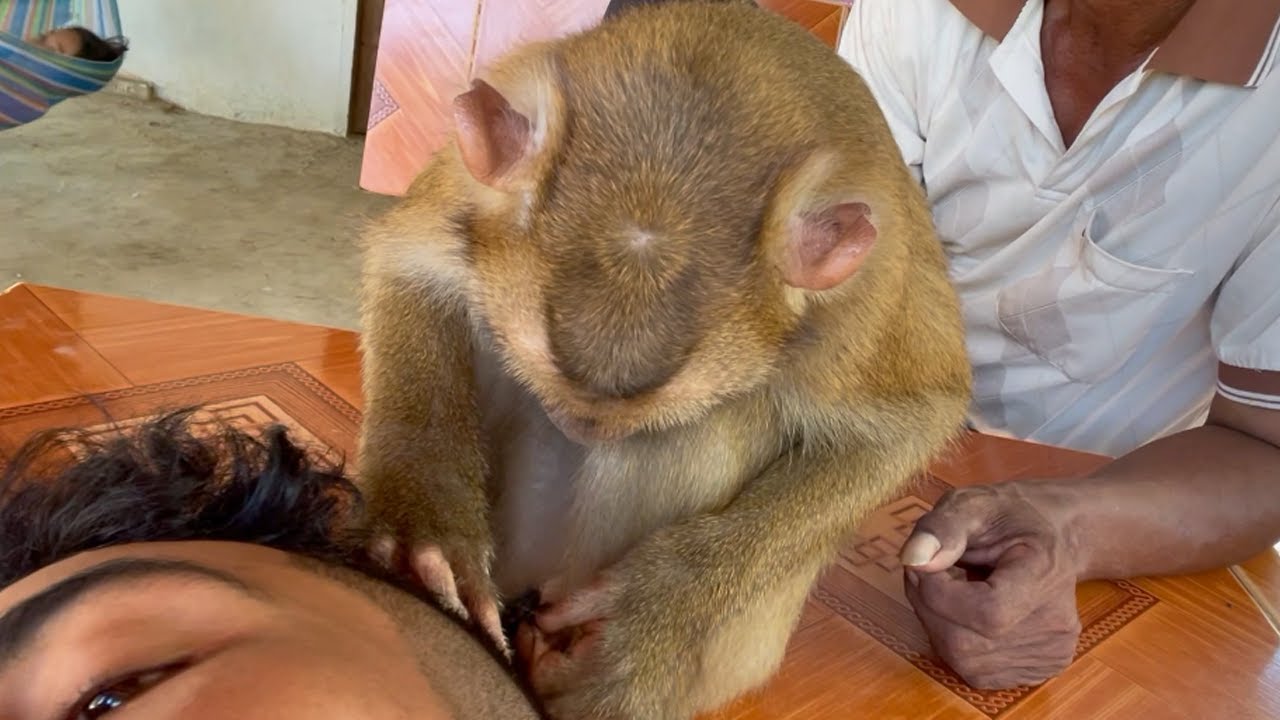 ASMR Monkey Sounds & Grooming | Tin Grooming Me