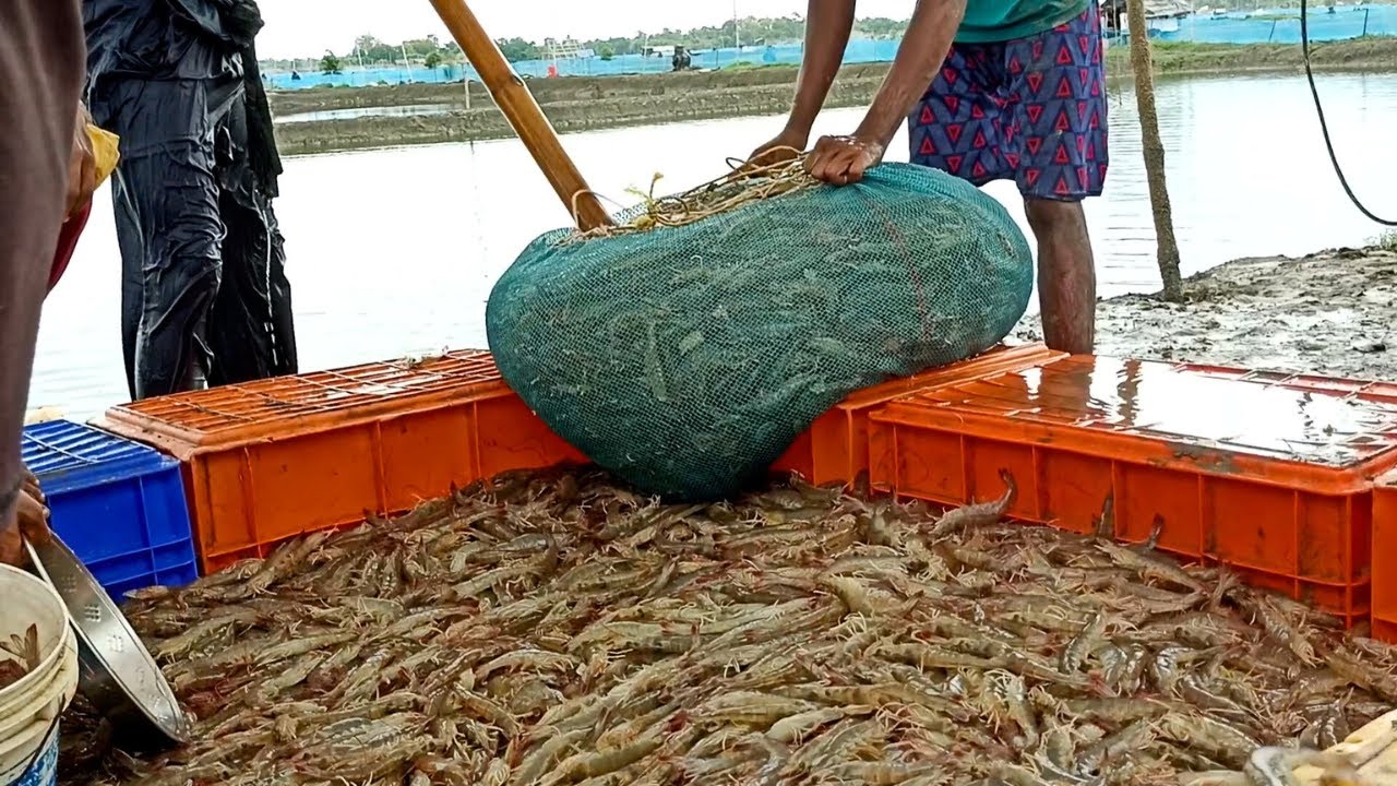 Prawn Fish Farming Business || Veniamin  Culture Business || shrimp farming in India
