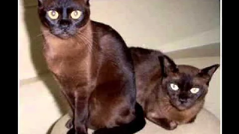 Video 67541: burmese kitten playing, burmese cat, brown burmese, kitten living