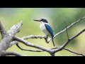 Collared kingfisher call  chinese gardens singapore