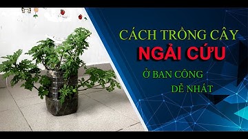 Cách Trồng cây  Ngải Cứu (dễ nhất)