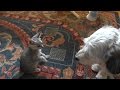 野良子猫ろくの一日 仲良くないけど犬の兄貴りゅうと一緒