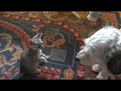 野良子猫ろくの一日　仲良くないけど犬の兄貴りゅうと一緒