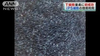 世界初「T細胞」量産に成功　がん治療などに光明（13/01/04）
