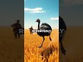 When Birds Outsmarted The Army: The Great Emu War! 🦤🔥