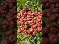 TANAMAN GIRANG GIRANG or Leea rubra #girang #girangmerah #leeaindica #leearubra