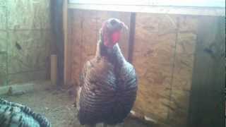 Dirty Harry our Narragansett Heritage Breed Turkey Heritage Narragansett Turkey