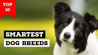 Top 10 Smartest Dog Breeds in the World