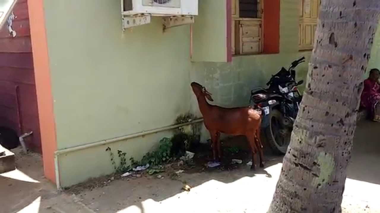 Goat drinking aircon water YouTube