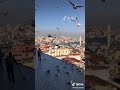 فضل شاكر امانة يا طير حالات واتس اب 