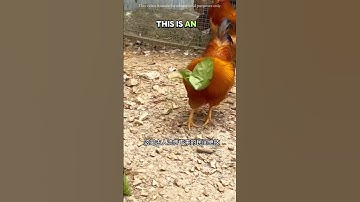Traditionele truc om een ​​kip te vangen🐔 #youtubeshorts #feiten #shorts #ytshorts #shortsfeed #d...