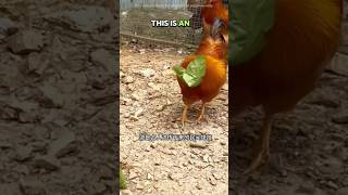 Traditional Trick To Catch A Hen