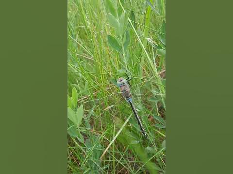 стрекоза - YouTube