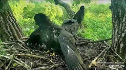 Decorah Eagles 6-20-20, 7:40 pm Mom brings fish, D34 comes home, D36 submissive