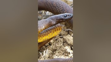 ये है दुनिया का सबसे जहरीला साँप, देखकर आप भी हैरान रहे जायेंगे😱| Most Venomous Snake in the world🤯